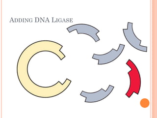 ADDING DNA LIGASE  