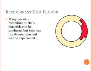 RECOMBINANT DNA PLASMID 
Many possible recombinant DNA plasmids can be produced, but this was the desired plasmid for the experiment.  