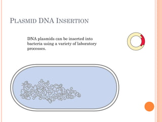 PLASMID DNA INSERTION 
DNA plasmids can be inserted into bacteria using a variety of laboratory processes.  