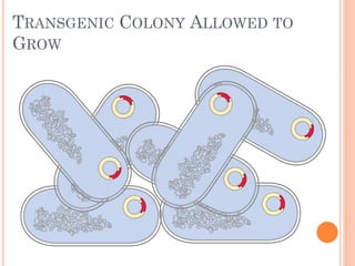 TRANSGENIC COLONY ALLOWED TO GROW  