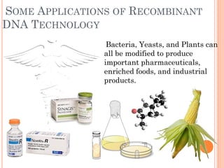 SOME APPLICATIONS OF RECOMBINANT DNA TECHNOLOGY 
Bacteria, Yeasts, and Plants can all be modified to produce important pharmaceuticals, enriched foods, and industrial products.  