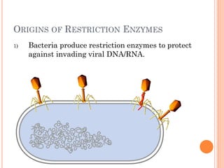 ORIGINS OF RESTRICTION ENZYMES 
1)Bacteria produce restriction enzymes to protect against invading viral DNA/RNA.  