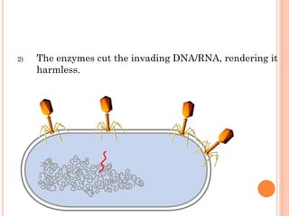 2)The enzymes cut the invading DNA/RNA, rendering it harmless.  
