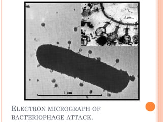 ELECTRON MICROGRAPH OF BACTERIOPHAGE ATTACK. 
 