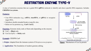 System Restriction (Restriction Enzymes Presentation) - .pdf