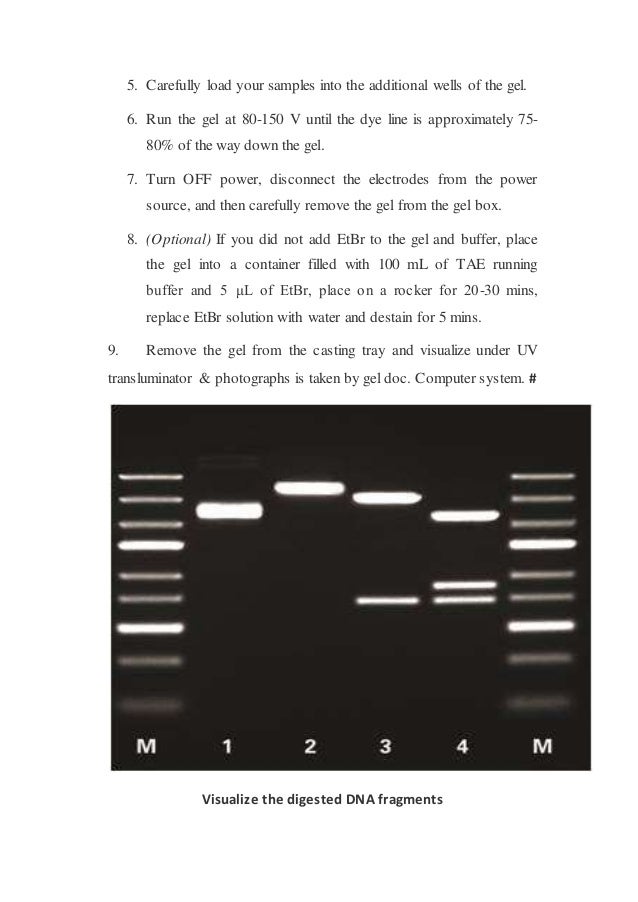 DNA Extraction & PCR protocol