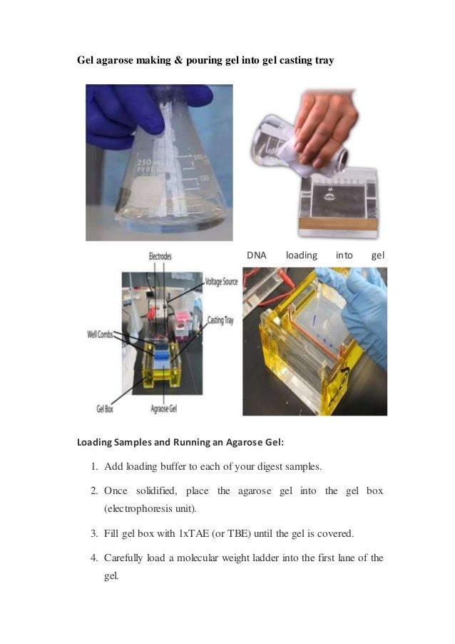 DNA Extraction & PCR protocol