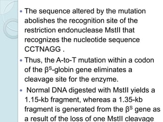 

The sequence altered by the mutation
abolishes the recognition site of the
restriction endonuclease MstII that
recognizes the nucleotide sequence
CCTNAGG .



Thus, the A-to-T mutation within a codon
of the βS-globin gene eliminates a
cleavage site for the enzyme.



Normal DNA digested with MstII yields a
1.15-kb fragment, whereas a 1.35-kb
fragment is generated from the βS gene as
a result of the loss of one MstII cleavage

 
