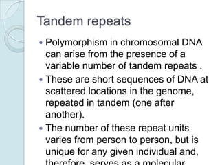 Tandem repeats
Polymorphism in chromosomal DNA
can arise from the presence of a
variable number of tandem repeats .
 These are short sequences of DNA at
scattered locations in the genome,
repeated in tandem (one after
another).
 The number of these repeat units
varies from person to person, but is
unique for any given individual and,


 