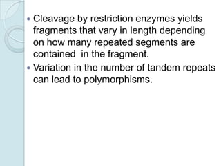 Cleavage by restriction enzymes yields
fragments that vary in length depending
on how many repeated segments are
contained in the fragment.
 Variation in the number of tandem repeats
can lead to polymorphisms.


 