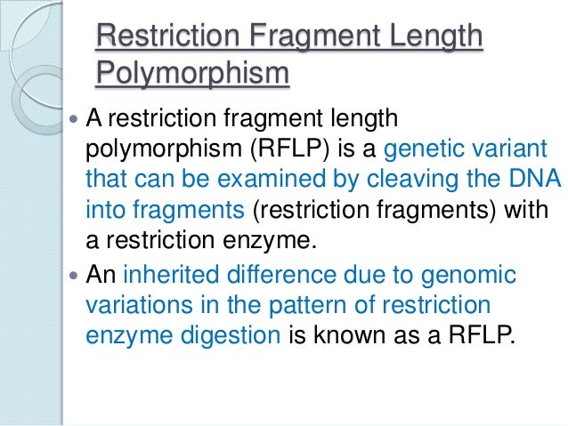 restriction fragment length polymorphism restriction fragment length polymorphism