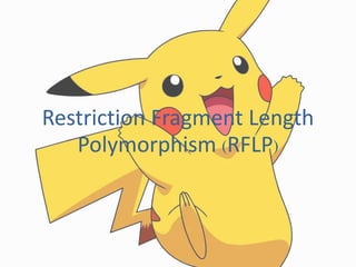 Restriction fragment length polymorphism (rflp) | PPT