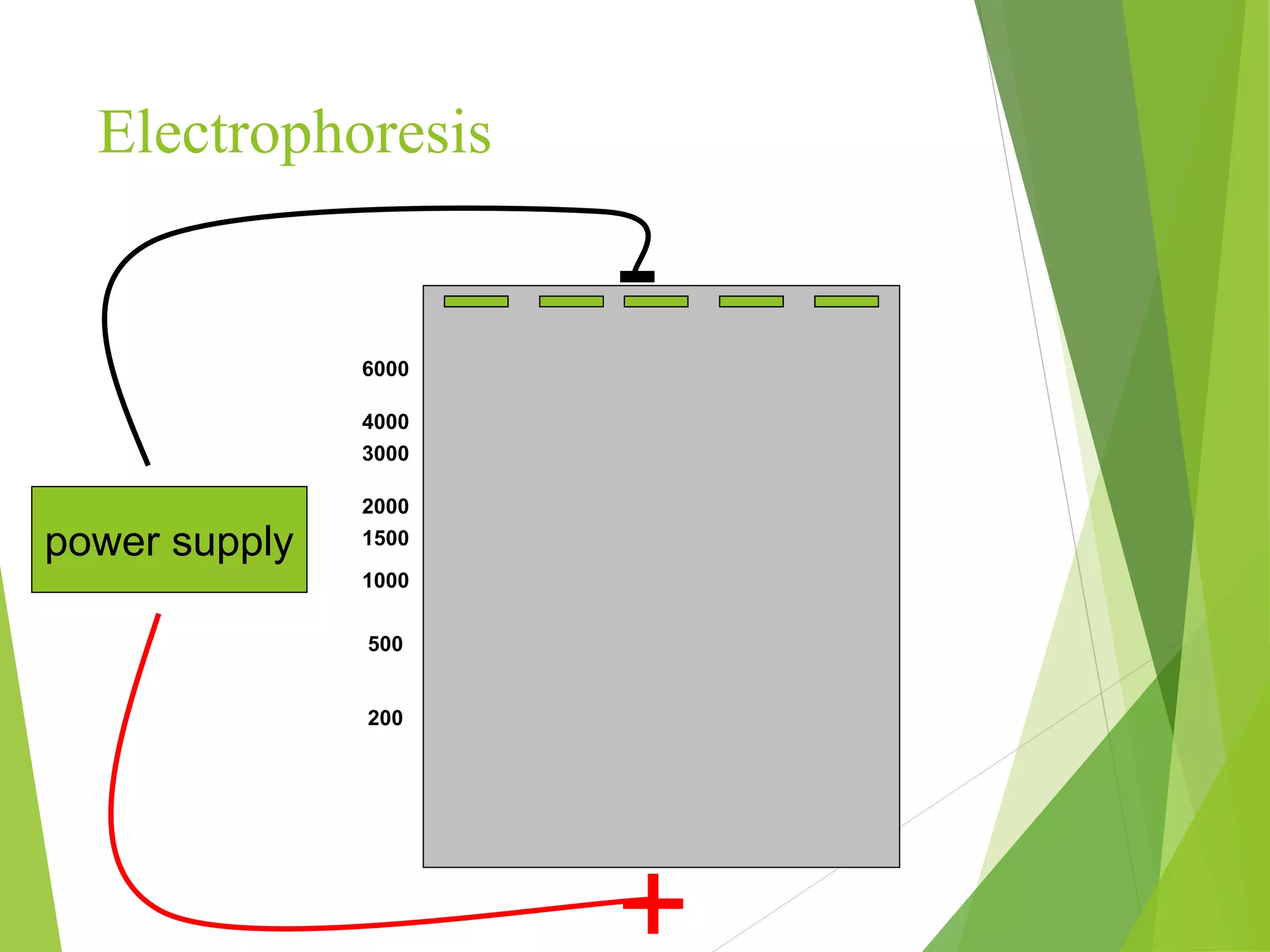 Electrophoresis
power supply
-
+
200
500
1000
1500
2000
3000
4000
6000
 