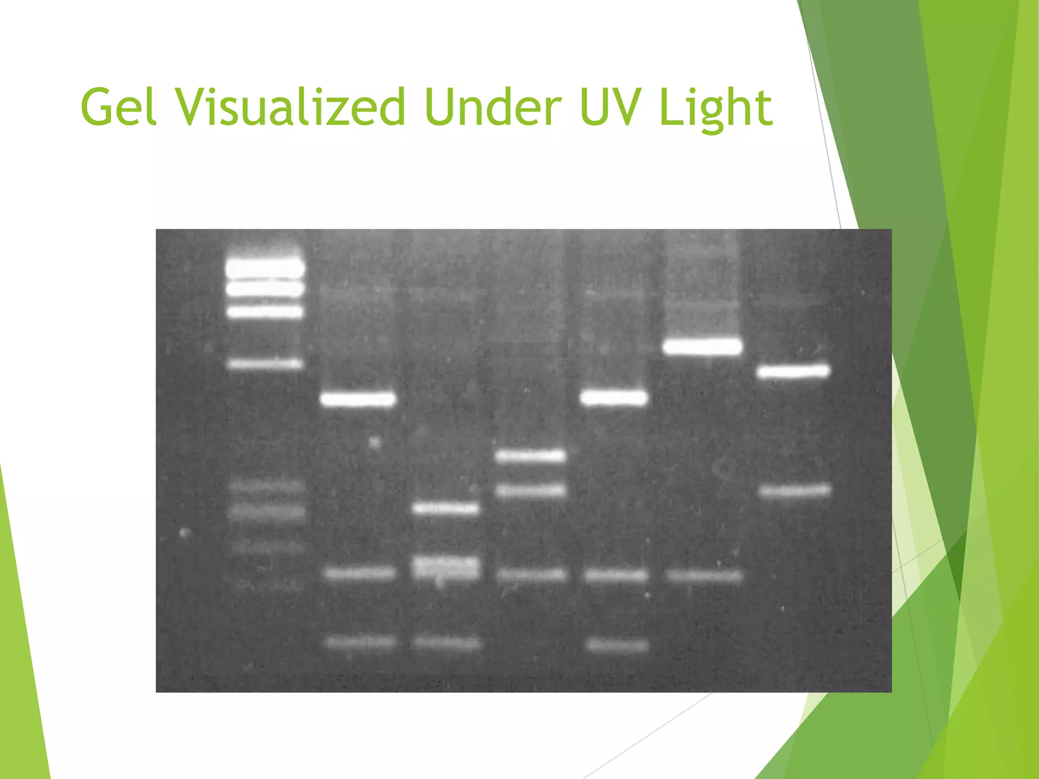 Gel Visualized Under UV Light
 