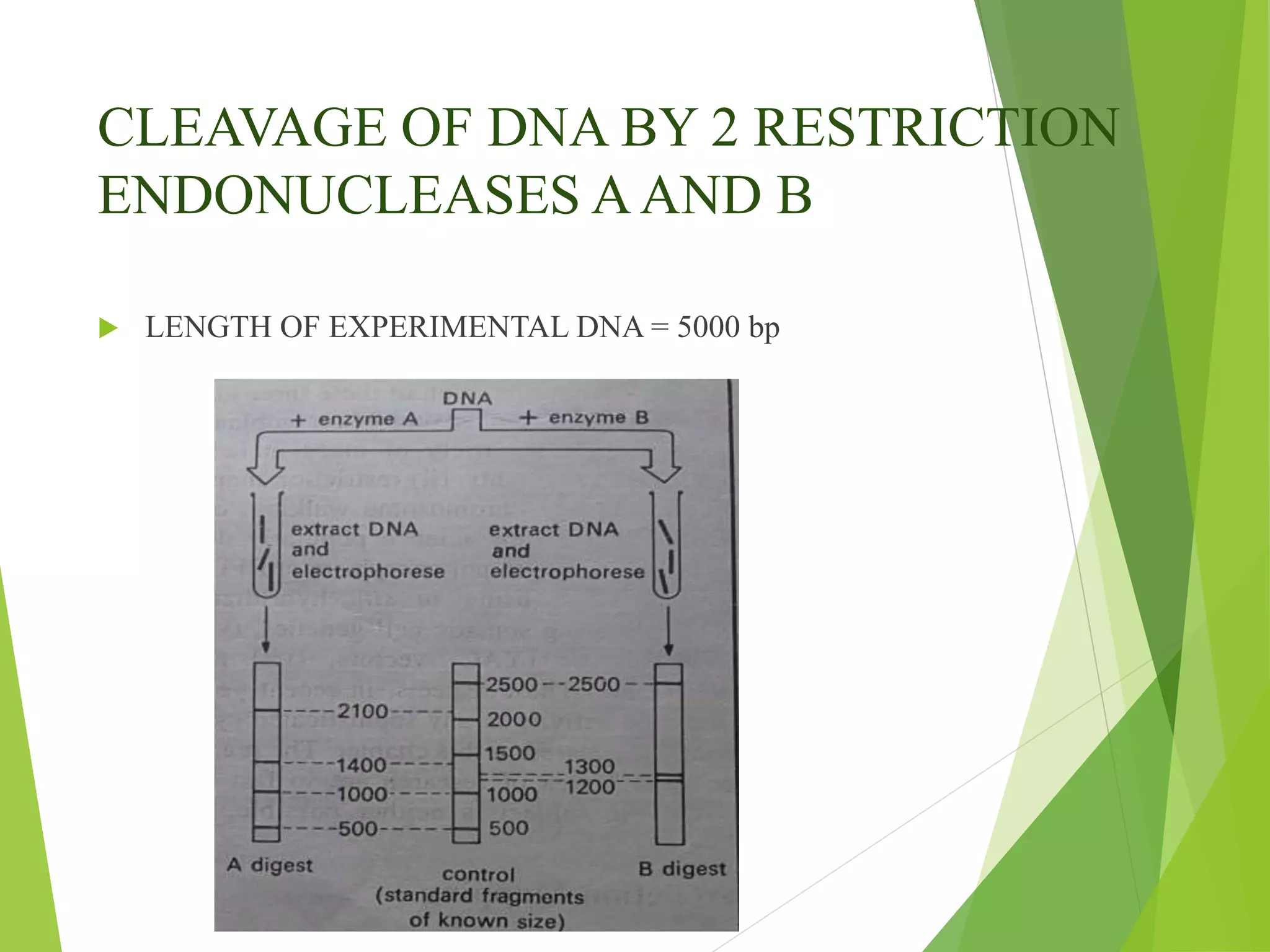 CLEAVAGE OF DNA BY 2 RESTRICTION
ENDONUCLEASES AAND B
 LENGTH OF EXPERIMENTAL DNA = 5000 bp
 