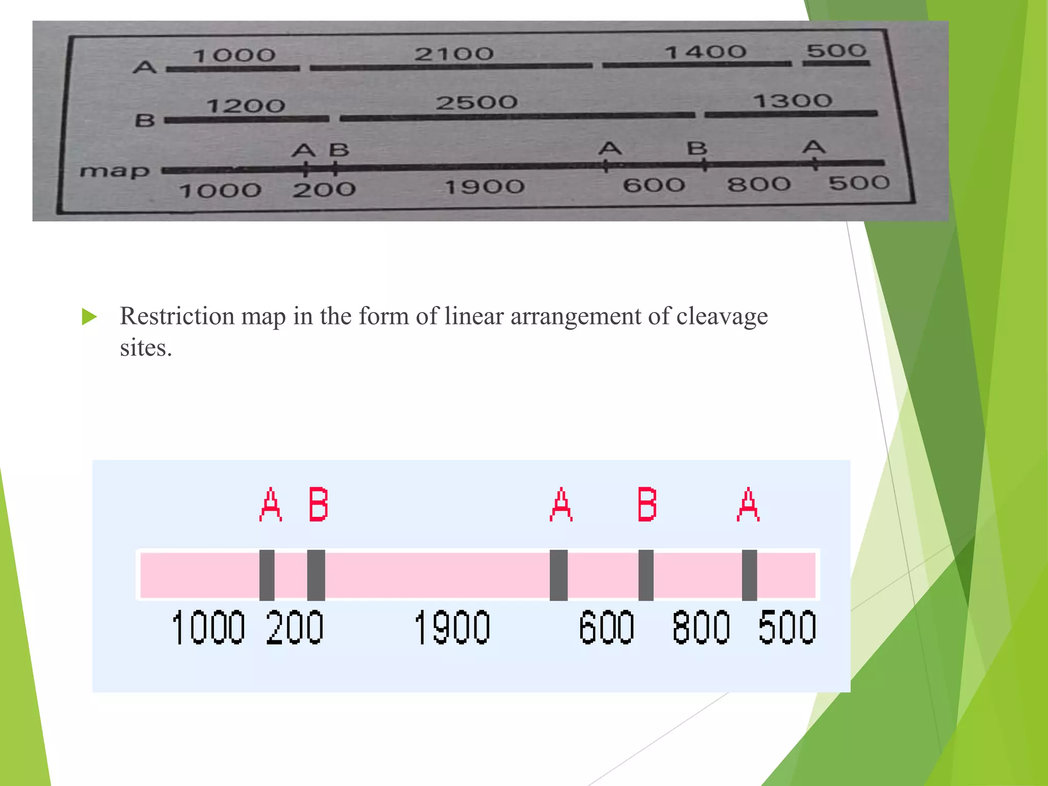  Restriction map in the form of linear arrangement of cleavage
sites.
 