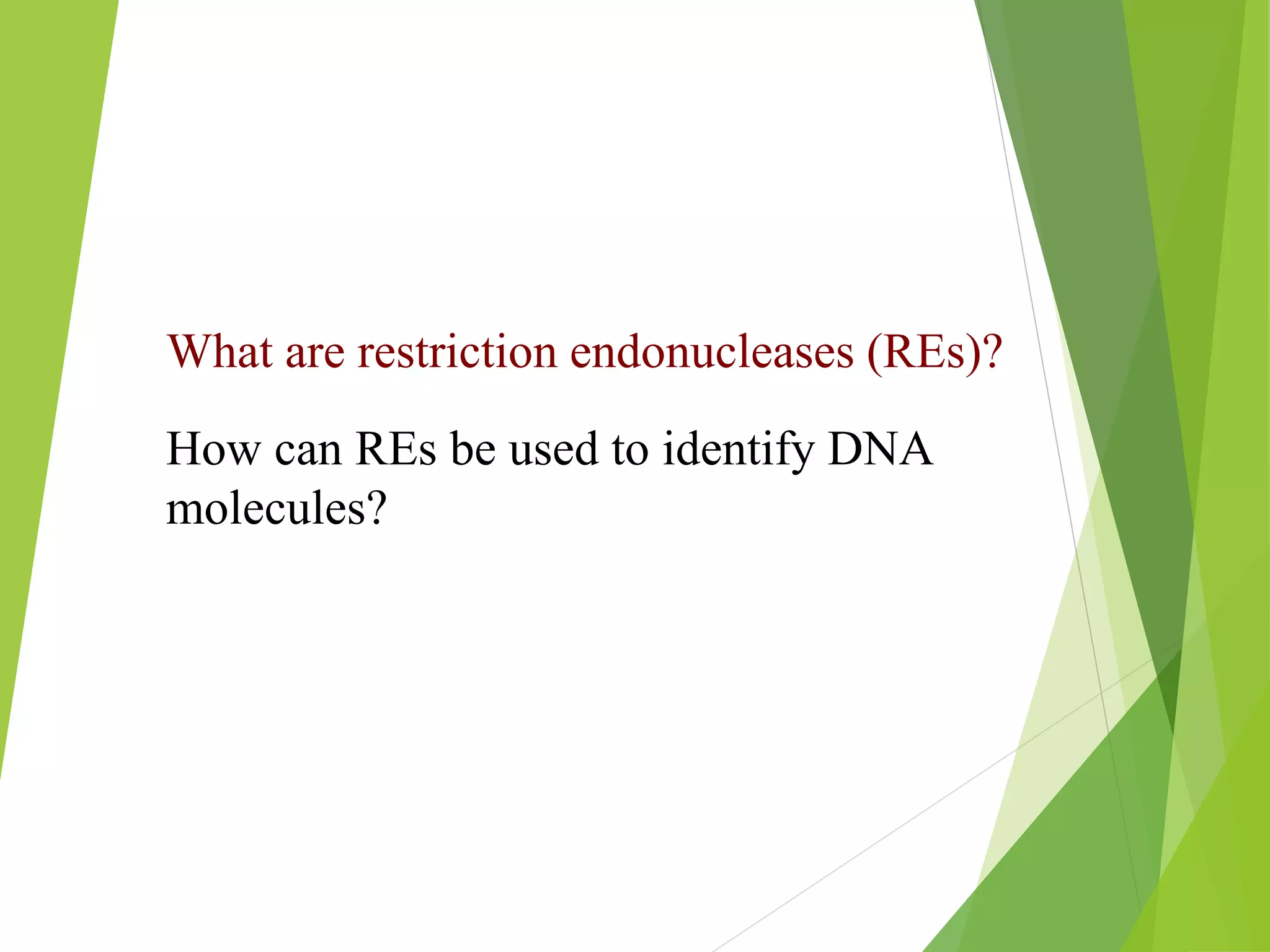 What are restriction endonucleases (REs)?
How can REs be used to identify DNA
molecules?
 