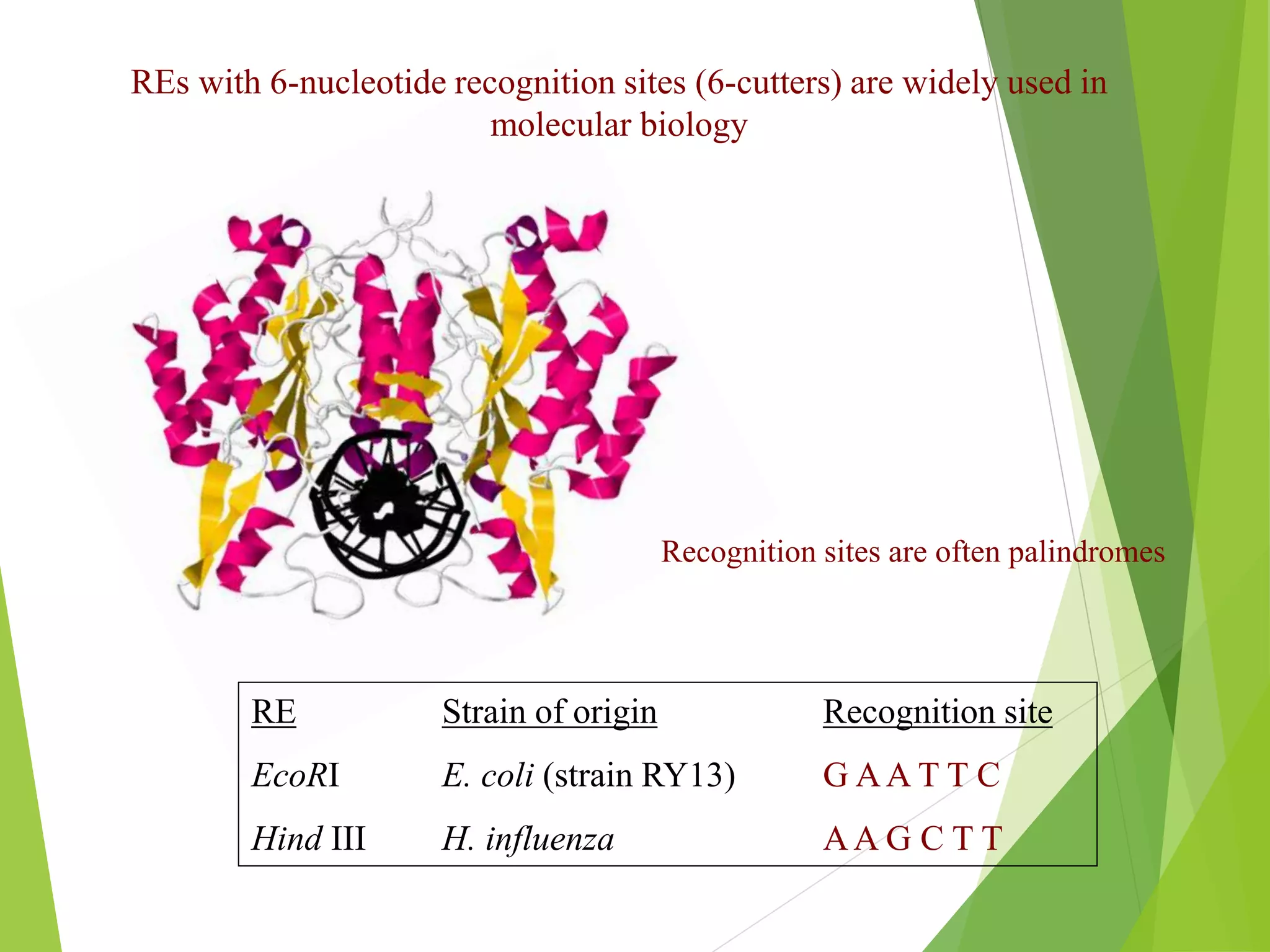 REs with 6-nucleotide recognition sites (6-cutters) are widely used in
molecular biology
RE Strain of origin Recognition site
EcoRI E. coli (strain RY13) G AA T T C
Hind III H. influenza AA G C T T
Recognition sites are often palindromes
 