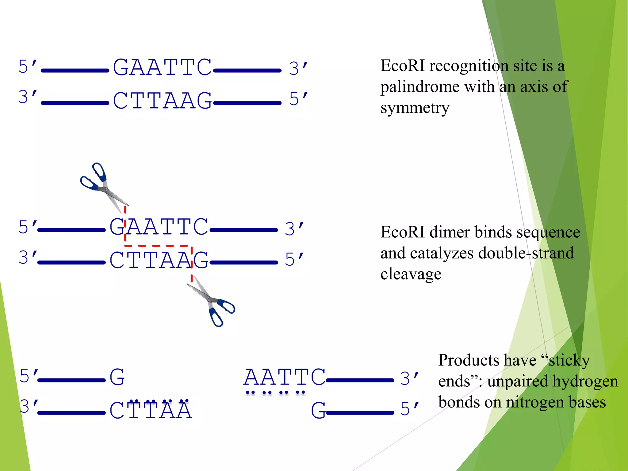 GAATTC
CTTAAG
3’
5’
5’
3’
GAATTC
CTTAAG
3’
5’
5’
3’
G AATTC
CTTAA G
3’
5’
5’
3’
EcoRI recognition site is a
palindrome with an axis of
symmetry
EcoRI dimer binds sequence
and catalyzes double-strand
cleavage
Products have “sticky
ends”: unpaired hydrogen
bonds on nitrogen bases
 