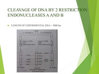 CLEAVAGE OF DNA BY 2 RESTRICTION
ENDONUCLEASES AAND B
 LENGTH OF EXPERIMENTAL DNA = 5000 bp
 