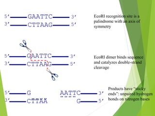 GAATTC
CTTAAG
3’
5’
5’
3’
GAATTC
CTTAAG
3’
5’
5’
3’
G AATTC
CTTAA G
3’
5’
5’
3’
EcoRI recognition site is a
palindrome with an axis of
symmetry
EcoRI dimer binds sequence
and catalyzes double-strand
cleavage
Products have “sticky
ends”: unpaired hydrogen
bonds on nitrogen bases
 
