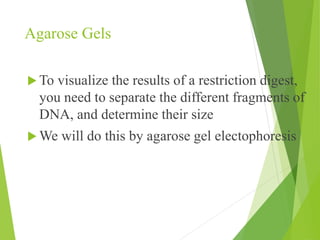 Agarose Gels
 To visualize the results of a restriction digest,
you need to separate the different fragments of
DNA, and determine their size
 We will do this by agarose gel electophoresis
 