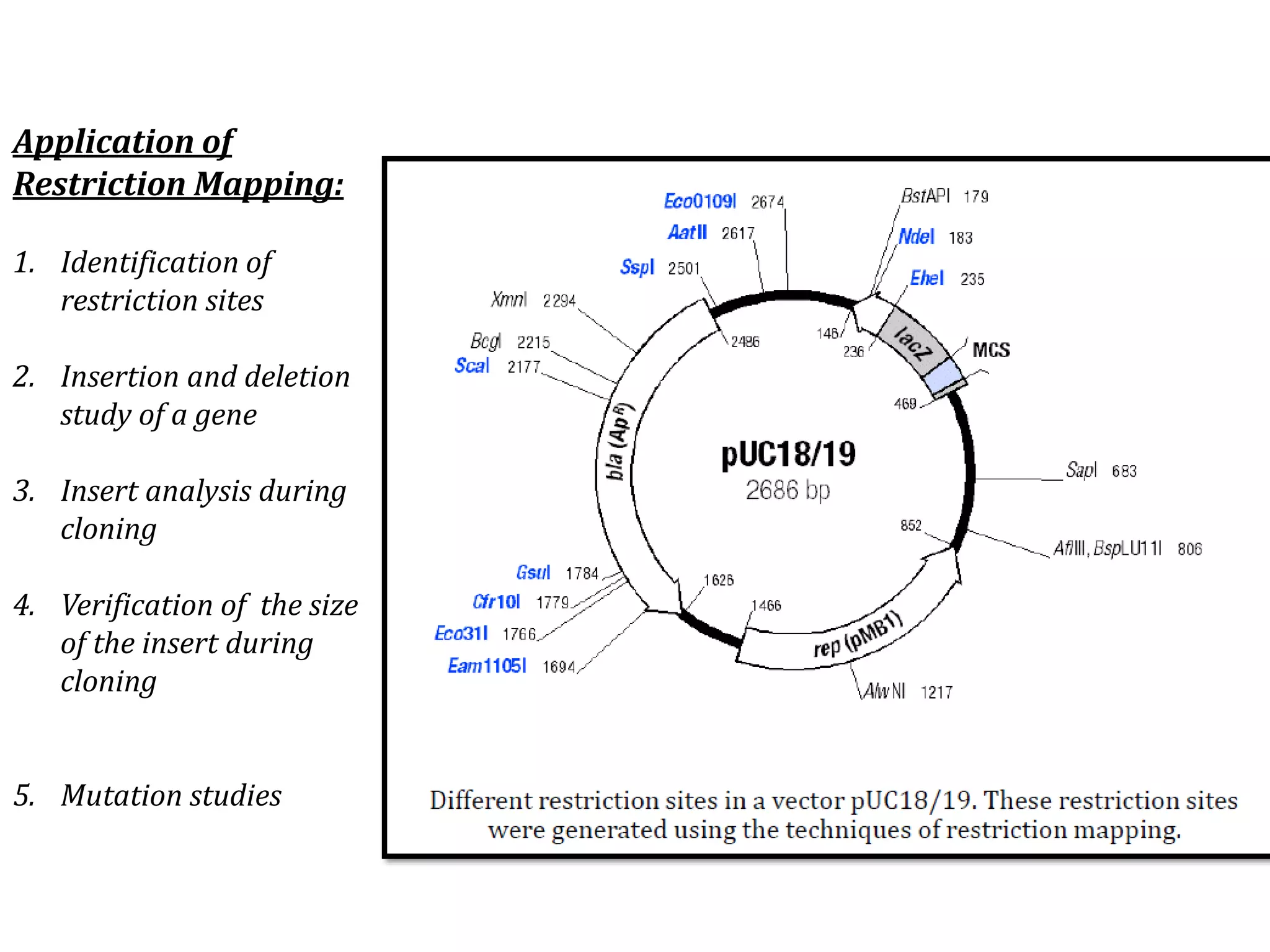 Application of
Restriction Mapping:
1. Identification of
restriction sites
2. Insertion and deletion
study of a gene
3. Insert analysis during
cloning
4. Verification of the size
of the insert during
cloning
5. Mutation studies
 