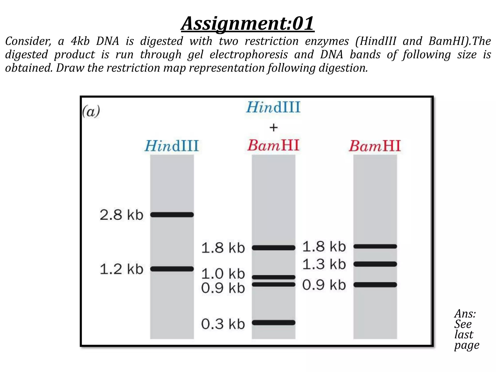 Assignment:01
Consider, a 4kb DNA is digested with two restriction enzymes (HindIII and BamHI).The
digested product is run through gel electrophoresis and DNA bands of following size is
obtained. Draw the restriction map representation following digestion.
Ans:
See
last
page
 