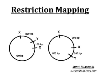 Restriction Mapping
SUNIL BHANDARI
BALKUMARI COLLEGE
 