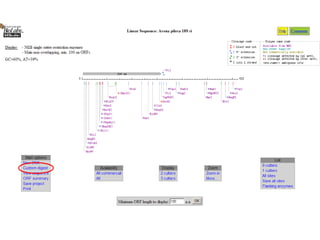 Comprehensive Guide to Restriction Mapping and Primer Design in ...
