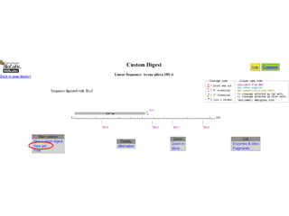 Comprehensive Guide to Restriction Mapping and Primer Design in ...