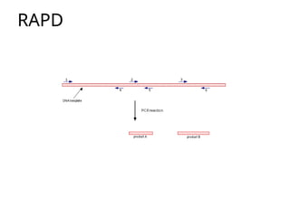 Comprehensive Guide to Restriction Mapping and Primer Design in ...