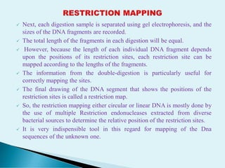  Next, each digestion sample is separated using gel electrophoresis, and the
sizes of the DNA fragments are recorded.
 The total length of the fragments in each digestion will be equal.
 However, because the length of each individual DNA fragment depends
upon the positions of its restriction sites, each restriction site can be
mapped according to the lengths of the fragments.
 The information from the double-digestion is particularly useful for
correctly mapping the sites.
 The final drawing of the DNA segment that shows the positions of the
restriction sites is called a restriction map.
 So, the restriction mapping either circular or linear DNA is mostly done by
the use of multiple Restriction endonucleases extracted from diverse
bacterial sources to determine the relative position of the restriction sites.
 It is very indispensible tool in this regard for mapping of the Dna
sequences of the unknown one.
 