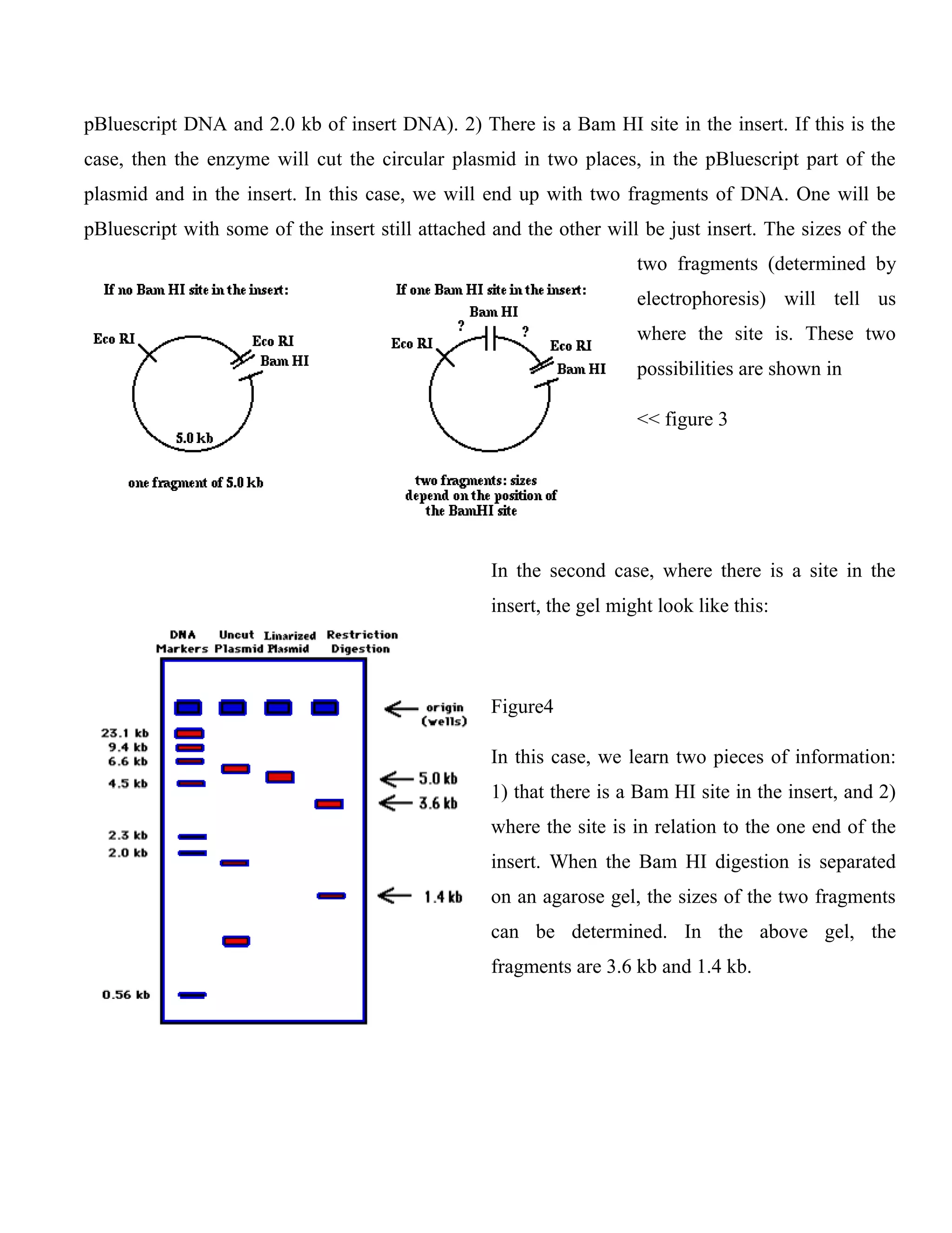 pBluescript DNA and 2.0 kb of insert DNA). 2) There is a Bam HI site in the insert. If this is the
case, then the enzyme will cut the circular plasmid in two places, in the pBluescript part of the
plasmid and in the insert. In this case, we will end up with two fragments of DNA. One will be
pBluescript with some of the insert still attached and the other will be just insert. The sizes of the
two fragments (determined by
electrophoresis) will tell us
where the site is. These two
possibilities are shown in
<< figure 3
In the second case, where there is a site in the
insert, the gel might look like this:
Figure4
In this case, we learn two pieces of information:
1) that there is a Bam HI site in the insert, and 2)
where the site is in relation to the one end of the
insert. When the Bam HI digestion is separated
on an agarose gel, the sizes of the two fragments
can be determined. In the above gel, the
fragments are 3.6 kb and 1.4 kb.
 