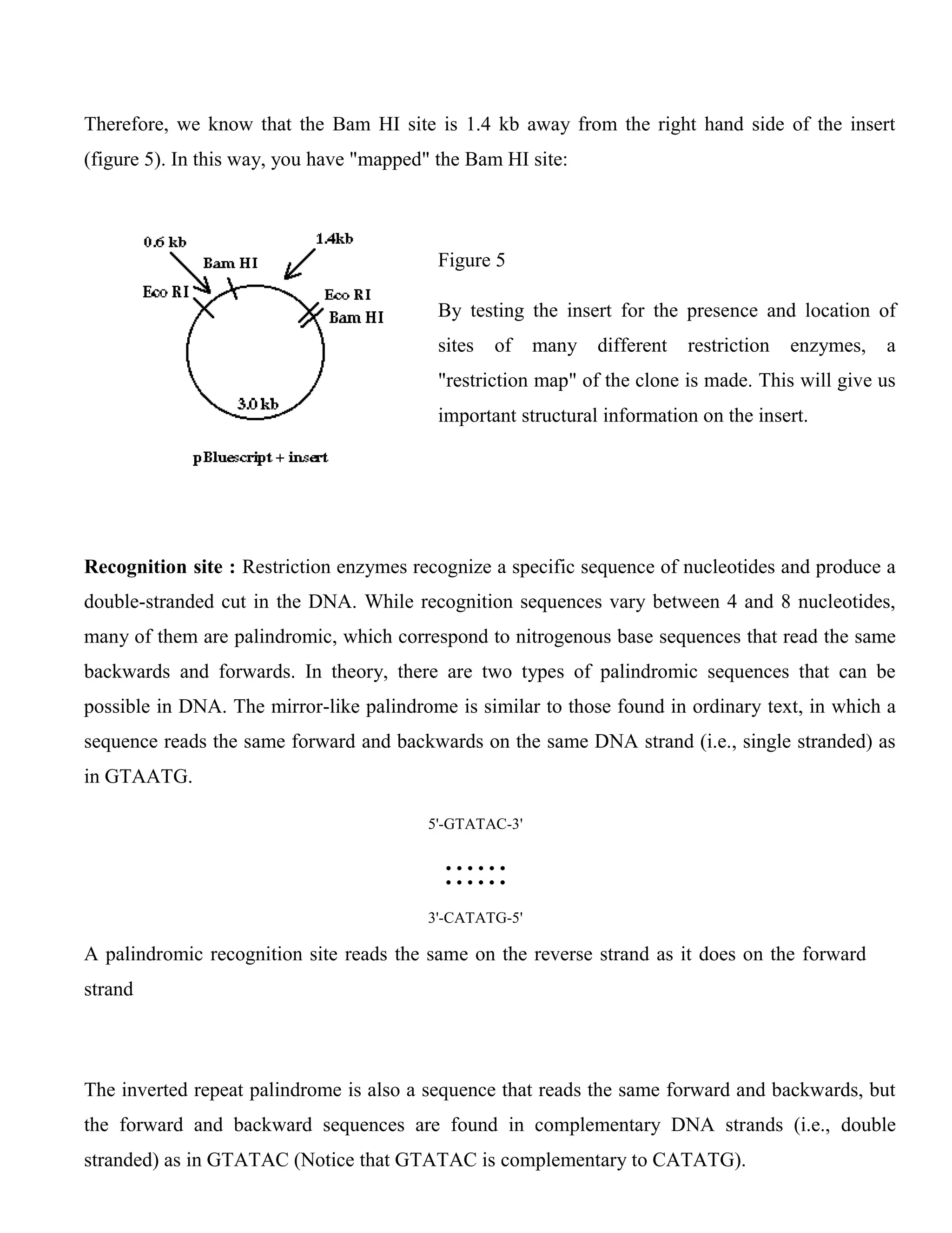 Therefore, we know that the Bam HI site is 1.4 kb away from the right hand side of the insert
(figure 5). In this way, you have "mapped" the Bam HI site:
Figure 5
By testing the insert for the presence and location of
sites of many different restriction enzymes, a
"restriction map" of the clone is made. This will give us
important structural information on the insert.
Recognition site : Restriction enzymes recognize a specific sequence of nucleotides and produce a
double-stranded cut in the DNA. While recognition sequences vary between 4 and 8 nucleotides,
many of them are palindromic, which correspond to nitrogenous base sequences that read the same
backwards and forwards. In theory, there are two types of palindromic sequences that can be
possible in DNA. The mirror-like palindrome is similar to those found in ordinary text, in which a
sequence reads the same forward and backwards on the same DNA strand (i.e., single stranded) as
in GTAATG.
5'-GTATAC-3'
::::::
3'-CATATG-5'
A palindromic recognition site reads the same on the reverse strand as it does on the forward
strand
The inverted repeat palindrome is also a sequence that reads the same forward and backwards, but
the forward and backward sequences are found in complementary DNA strands (i.e., double
stranded) as in GTATAC (Notice that GTATAC is complementary to CATATG).
 