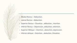 – Medial Rectus – Adduction.
– Lateral Rectus – Abduction.
– Superior Rectus – Elevation , adduction , intortion.
– Inferior Rectus – Depression, adduction, extortion.
– Superior Oblique – Intortion , abduction, depression.
– Inferior oblique – Extortion , abduction, Elevation.
 