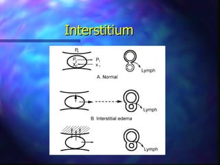 Interstitium
 