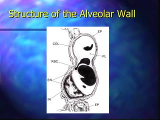 Structure of the Alveolar Wall
 