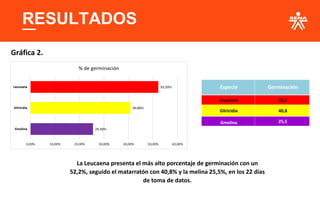 RESULTADOS
Gráfica 2.
Especie Germinación
Leucaena 52,2
Gliricidia 40,8
Gmelina 25,5
La Leucaena presenta el más alto porcentaje de germinación con un
52,2%, seguido el matarratón con 40,8% y la melina 25,5%, en los 22 días
de toma de datos.
 