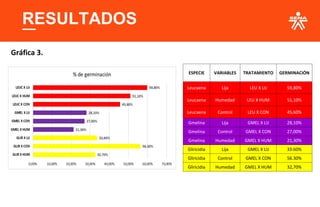 RESULTADOS
Gráfica 3.
ESPECIE VARIABLES TRATAMIENTO GERMINACIÓN
Leucaena Lija LEU X LIJ 59,80%
Leucaena Humedad LEU X HUM 51,10%
Leucaena Control LEU X CON 45,60%
Gmelina Lija GMEL X LIJ 28,10%
Gmelina Control GMEL X CON 27,00%
Gmelina Humedad GMEL X HUM 21,30%
Gliricidia Lija GMEL X LIJ 33.60%
Gliricidia Control GMEL X CON 56.30%
Gliricidia Humedad GMEL X HUM 32,70%
 