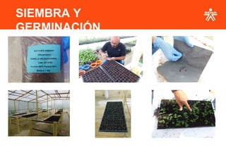 SIEMBRA Y
GERMINACIÓN
 