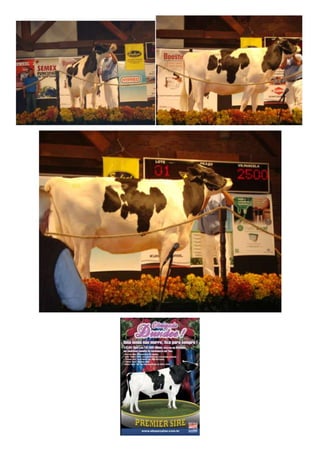 Leilão Amigos do Paraná