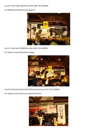 Leilão Amigos do Paraná