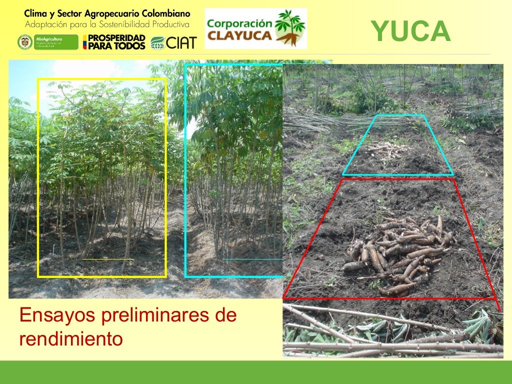 Resultados Componente 3. Yuca.