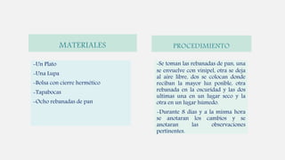 MATERIALES
-Un Plato
-Una Lupa
-Bolsa con cierre hermético
-Tapabocas
-Ocho rebanadas de pan
-Se toman las rebanadas de pan, una
se envuelve con vinipel, otra se deja
al aire libre, dos se colocan donde
reciban la mayor luz posible, otra
rebanada en la oscuridad y las dos
ultimas una en un lugar seco y la
otra en un lugar húmedo.
-Durante 8 días y a la misma hora
se anotaran los cambios y se
anotaran las observaciones
pertinentes.
PROCEDIMIENTO
 