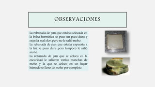 OBSERVACIONES
La rebanada de pan que estaba colocada en
la bolsa hermética se puso un poco dura y
expelía mal olor, pero no le salió moho.
La rebanada de pan que estaba expuesta a
la luz se puso dura pero tampoco le salió
moho.
La rebanada de pan que se coloco en la
oscuridad le salieron varias manchas de
moho y la que se coloco en un lugar
húmedo se lleno de moho por completo.
 