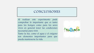 CONCLUSIONES
Al realizar este experimento pude
comprobar lo importante que es tanto
para los hongos como para los seres
vivos en general tener las condiciones
necesarias para vivir.
Tanto la luz, como el agua y el oxigeno
son elementos importantes para que
pueda mantenerse la vida.
 