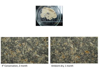 4° Conservation, 2 month

Ambient dry, 1 month

 