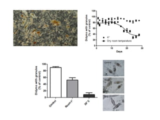 Control

20 µm

Room

38`C

 