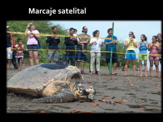 Marcaje satelital
 